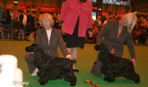 CC dogsCruft2009 156