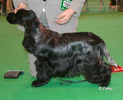 b1Cruft2009 022 b1Cruft2009 022