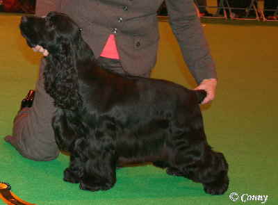 special junior dogCruft2009 157