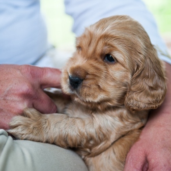 biscuit-20120707-3338.1